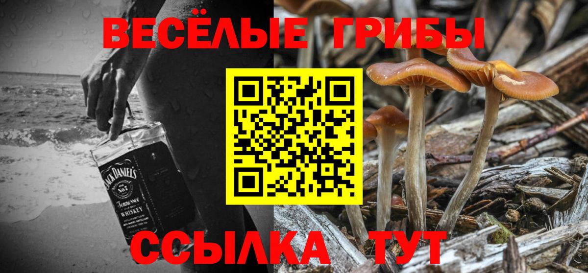 Галлюциногенные грибы Psilocybe Черняховск