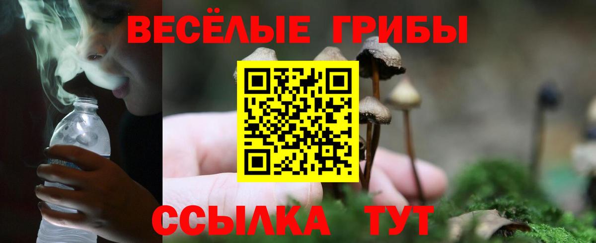 Псилоцибиновые грибы GOLDEN TEACHER  Вход с VPN  Черняховск  Псилоцибиновые грибы Psilocybe 